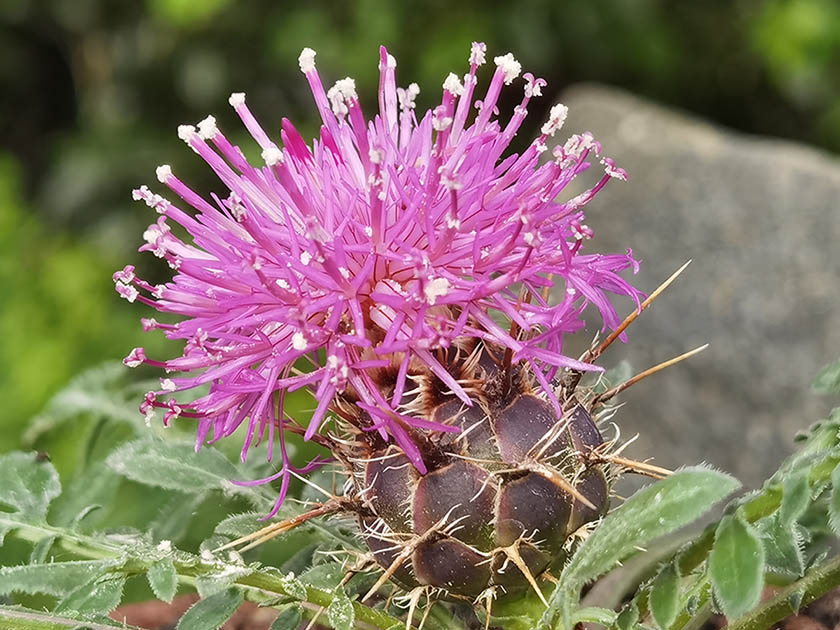 Centaurea raphanina ssp mixta